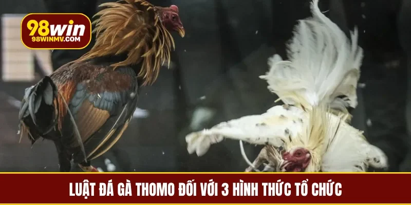 Luật đá gà Thomo áp dụng theo quy chuẩn chung