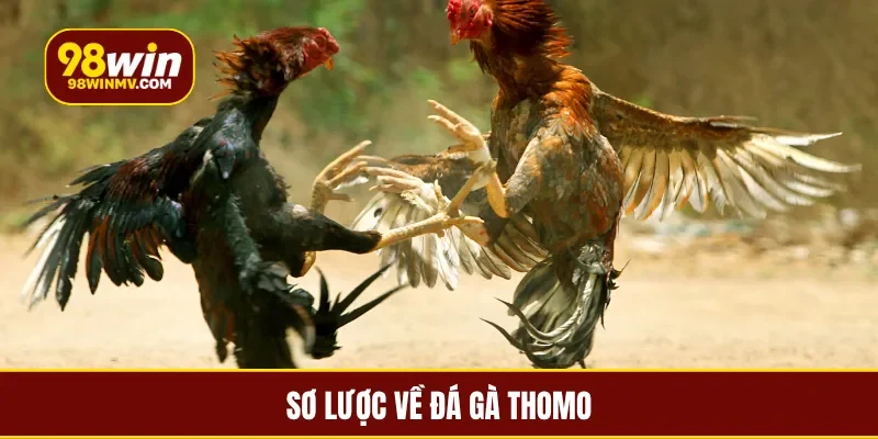 Sơ lược về đá gà Thomo